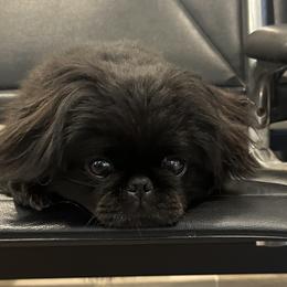 Tory - Pekingese