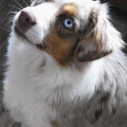 Australian Shepherds from Yucca Blossom Pups