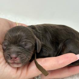 Brown collar boy - Brown and tan male Cockapoo puppy in Oologah, Oklahoma from Timber Hills Poodles and Doodles