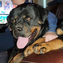 Schatzi  - Rottweiler