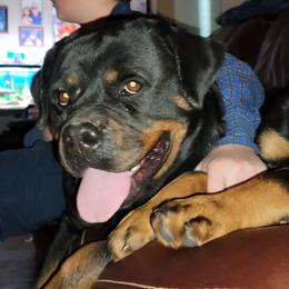 Schatzi  - Rottweiler
