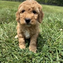 Goldendoodle Puppies from Central Kentucky Goldendoodles