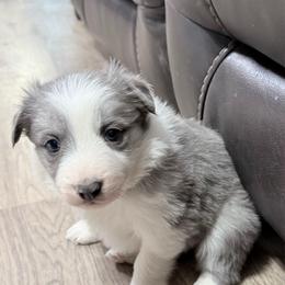 Lacey - Slate female Border Collie puppy in Guffey, Colorado from Sunset Ridge