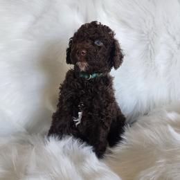 Mr Green - Chocolate male Goldendoodle puppy in Cumming, Georgia from Chattahoochee Kennels