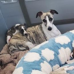 Girl 4 - female Whippet puppy in Shadow Hills, California from Cloverdale Whippets