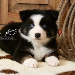 Cherry blossom - Black tri-color female Australian Shepherd puppy in Grapeland, Texas from Smokin K Aussies