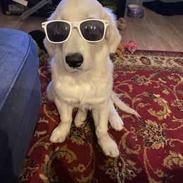 Golden Retriever Puppies from Golden Retriever Companions