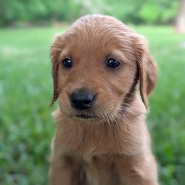 Purple - Dark golden female Golden Retriever puppy in Midland, North Carolina from Alger Farm, LLC