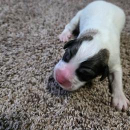 Boy 2 - White and badger male Great Pyrenees puppy in Ruthven, Iowa from Whispering Heights Ranch