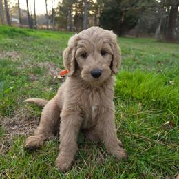 Alex - Cream male Goldendoodle puppy in Georgetown, Tennessee from Georgetown Designer & Purebred Puppies