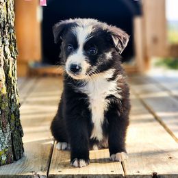 Sprinkle - full tail - Black & white female Miniature Australian Shepherd puppy in Mc Alester, Oklahoma from Angel's Aussies
