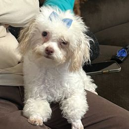 Lola - Poodle