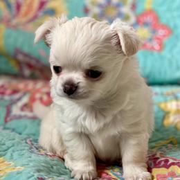 Larry - Cream male Chihuahua puppy in Allentown, Pennsylvania from Tsunami Cockers & Chihuahuas