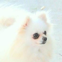Pomeranian adult dog