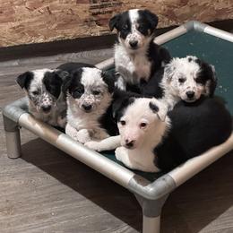 Border Collie Puppies from Forthright Farms