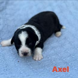 Axel - Black and white male Cardigan Welsh Corgi puppy in Hope, Arkansas from Foxy Knoll Farm