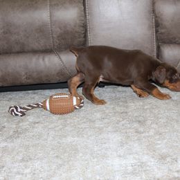 Doberman Pinscher Puppies from Franklin Dobermans