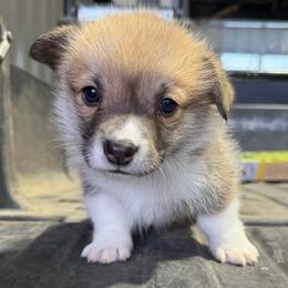 Sneezy - Red male Pembroke Welsh Corgi puppy in Stephenville, Texas from Rising JM Pembrokes