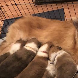 Collie Puppies from Highland Moor Kennel