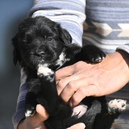 Pink Collar Girl - female Golden Mountain Dog puppy in Loveland, Colorado from Grateful Bernese & Gage's Goldens