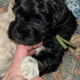 Billy (green collar) - Black male Miniature Schnauzer puppy in Port Orchard, Washington from Silver Bells Miniature Schnauzers