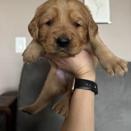 Golden Retriever Puppies from Golden View Ranch