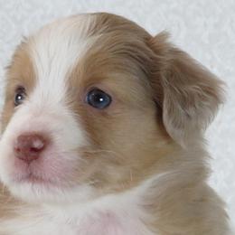 Miniature Australian Shepherd Puppies from Big Coon Little Aussies
