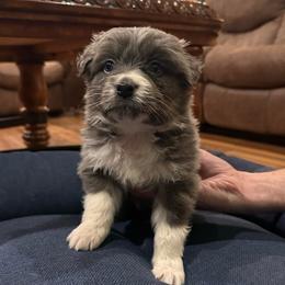 Shepherd - Dilute blue male Australian Shepherd puppy in Canton, Mississippi from Haven Farms Australian Shepherds