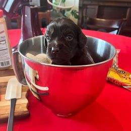 Blue Collar - Brown male Boykin Spaniel puppy in Hurtsboro, Alabama from PARK’s Family Farm