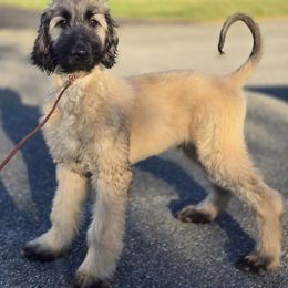 Afghan Hound Puppies from Lenore Light