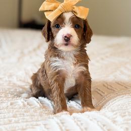 Lily - Red  female Goldendoodle puppy in Sallisaw, Oklahoma from Huddle Puppies