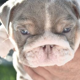 Girl 3 - Fawn Bulldog puppy in Norco, California from Alizah Bulldogs