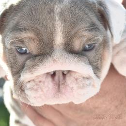 Girl 3 - Fawn Bulldog puppy in Norco, California from Alizah Bulldogs
