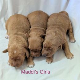 Female 1 - Dark golden female Golden Retriever puppy in Parker, Colorado from Legacy Ranch Golden Retrievers