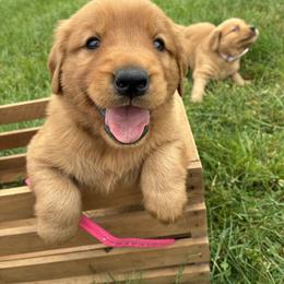 Elsa - Dark golden female Golden Retriever puppy in Middleburg, Pennsylvania from South Hill Golden Retrievers