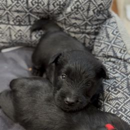 Black Boy B (Blue Collar) - Black male Scottish Terrier puppy in Wellston, Ohio from White Apple Kennel