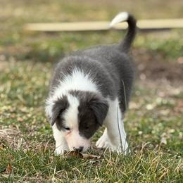 Lincoln - White and blue male Border Collie puppy in Washburn, Missouri from BS Farms