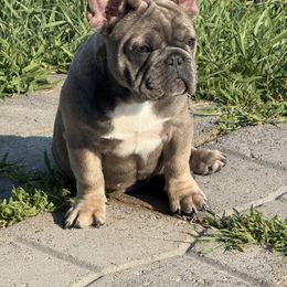 Nezzy - French Bulldog