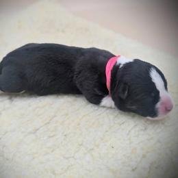 Pink collar - Black and white female Cardigan Welsh Corgi puppy in Omaha, Arkansas from DnD Corgis
