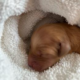 Female 2 - Golden female Golden Retriever puppy in David City, Nebraska from Lucky Penny Goldens