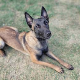 Nova - Belgian Malinois