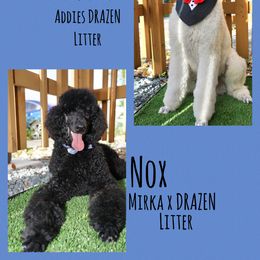 Poodle Puppies from Ocala Standard Poodles
