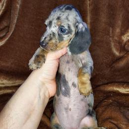 HERMIONE - BLUE DAPPLE - Dapple female Dachshund puppy in Swink, Oklahoma from Palali Farm
