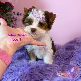Chocolate Parti 1 - Chocolate, tan and white male Yorkshire Terrier puppy in Lincoln, Nebraska from Exquisite Dancing Yorkie for Sale