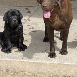 Labrador Retriever puppies from Labrador emPAWrium