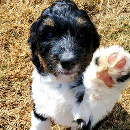 Bernedoodles and Goldendoodles from Follow Your Bliss Doodles