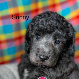 Sunny - Silver female Poodle puppy in Greenville, North Carolina from Grace Poodles