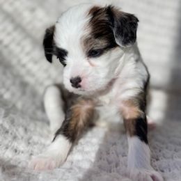 Chinese Crested Puppies from Royal Chinese Crested
