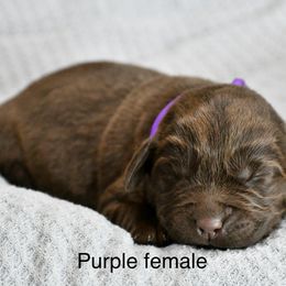 Purple females - Chocolate female Labrador Retriever puppy in Mississippi from Sure Shot English Labs