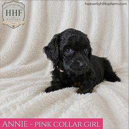 ANNIE - Light Pink Collar Girl- Black with white markings - Black female Poodle puppy in Charlo, Montana from Heavenly Hilltop Farm
